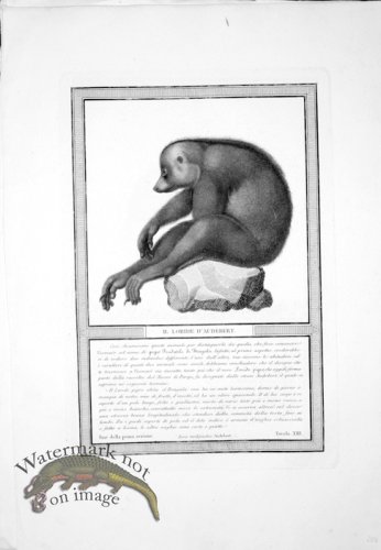 (image for) The_Monkeys_28