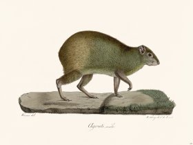 Cuvier 233 Male Agouti