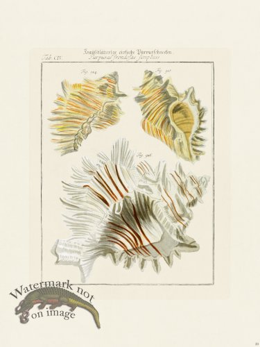 (image for) Martini Shells 050