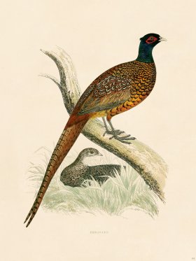 (image for) 01 BGB Pheasant