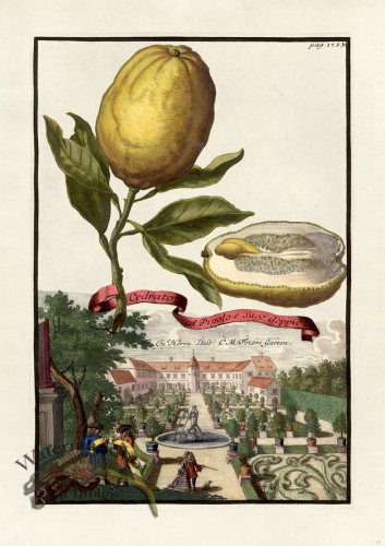 (image for) Volckamer 013