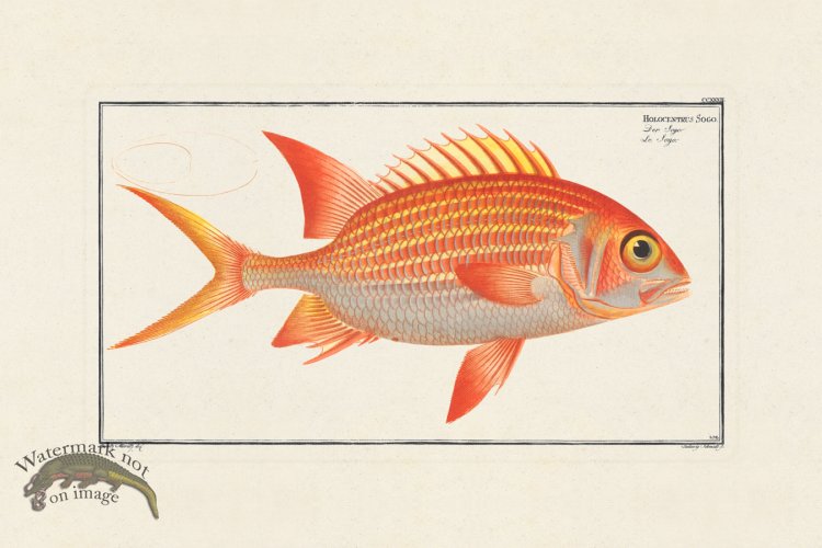 (image for) BLOCH FISH 232