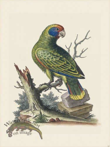 (image for) Edwards 161 Brasilian Parrot 