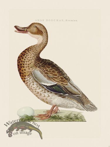 (image for) Nozeman Bird 042