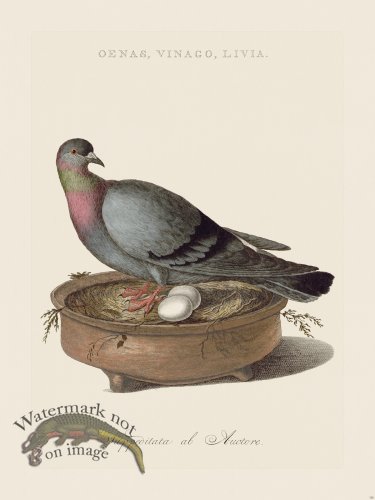 (image for) Nozeman Bird 126