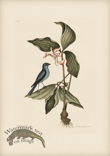 (image for) 045 Blue Linnet