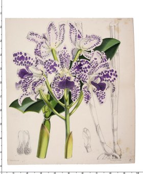 Curtis Botanical 083