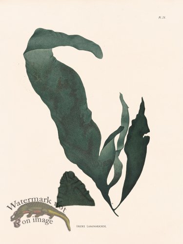 (image for) Oceanie 28