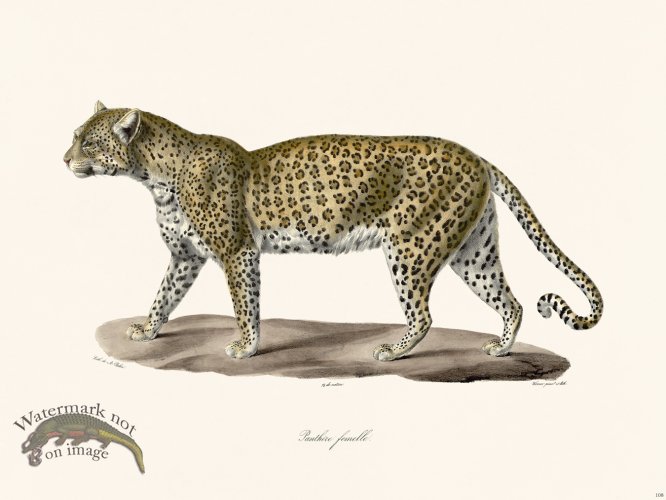 (image for) Cuvier 108 Female Panther