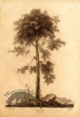 (image for) Defiennes Trees 07 S