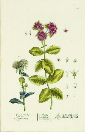 Blackwell German 215