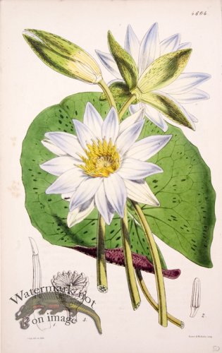 (image for) CBMS_0019