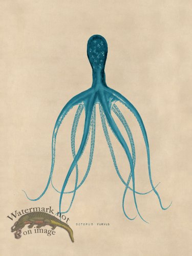 (image for) Octopus Teal 21