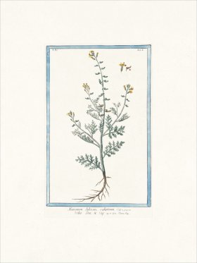 Bonelli 308 Wild watercress