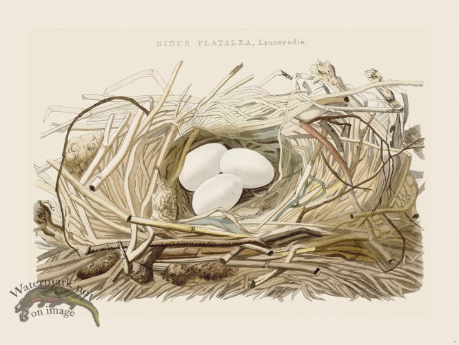 (image for) Nozeman Bird 006