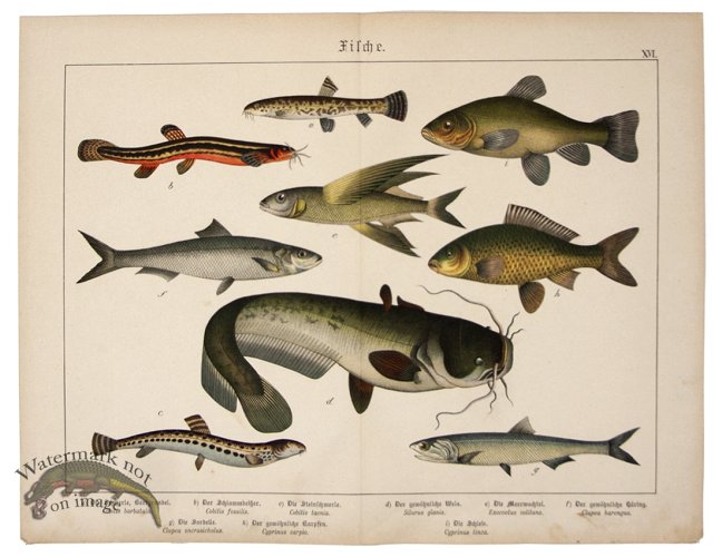 (image for) Wells Catfish Ray-finned Fish