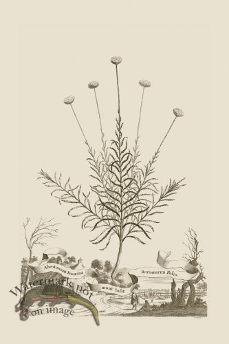 (image for) Abraham Munting 068