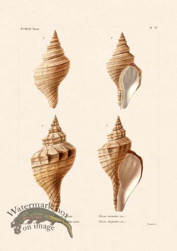 (image for) French Shell 049