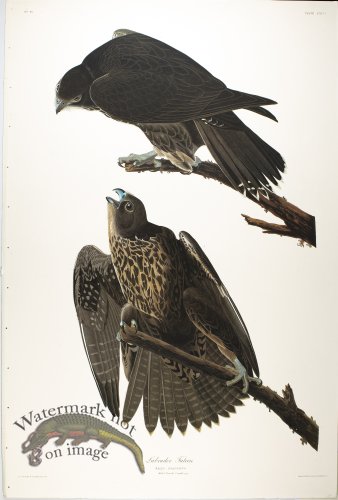 (image for) Labrador Falcon