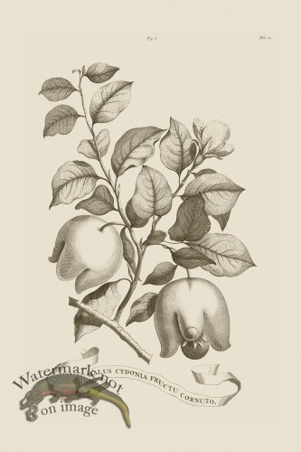 (image for) Abraham Munting 006