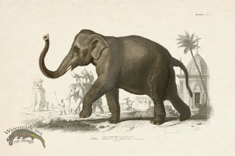 (image for) FNH 06 Elephant