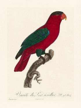 Barraband Parrot 095b