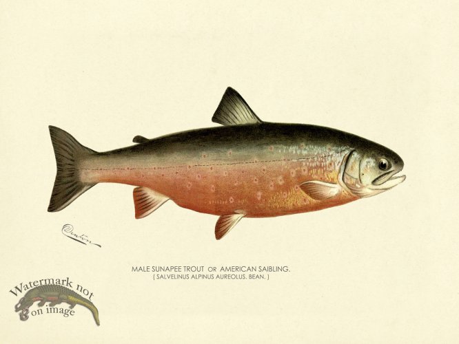 (image for) Trout - Sunapee Male