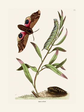 018 Sphinx Ocellated