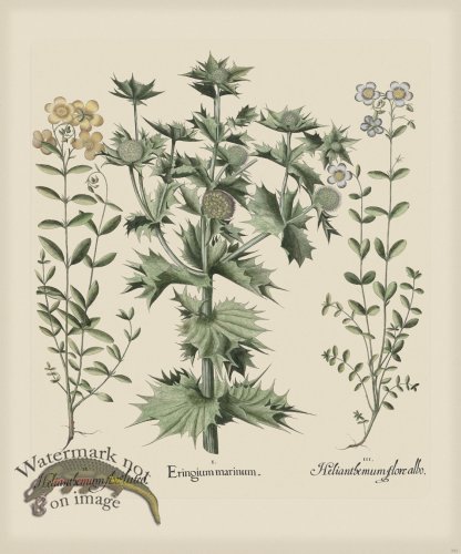 (image for) Besler 282 Colored B2