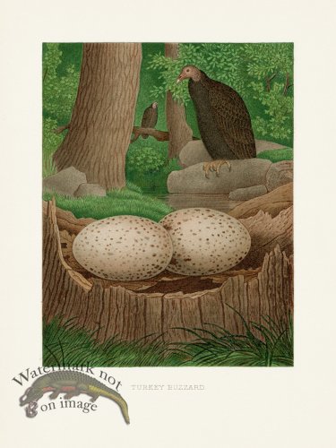 (image for) Thomas Gentry Bird 08