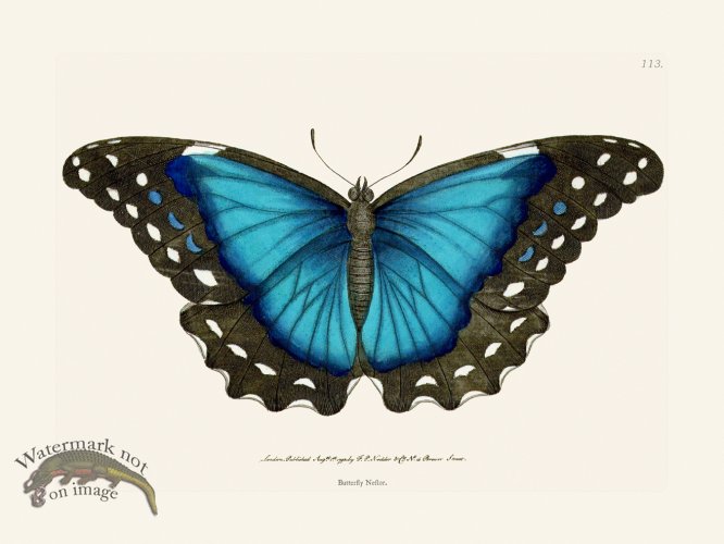 (image for) 113 Butterfly Nestor
