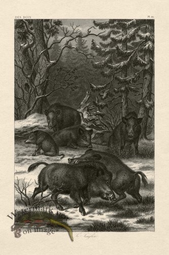 (image for) Hoefer Tree 22