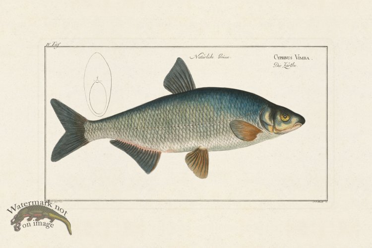 (image for) Bloch Fish 004