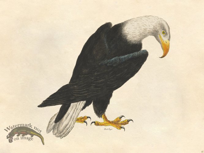 (image for) Bald Eagle - Tribute Bd 47
