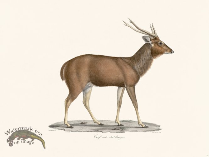 Cuvier 033 Black Bengle Deer