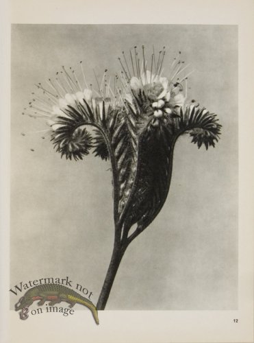 (image for) Blossfeldt T 012