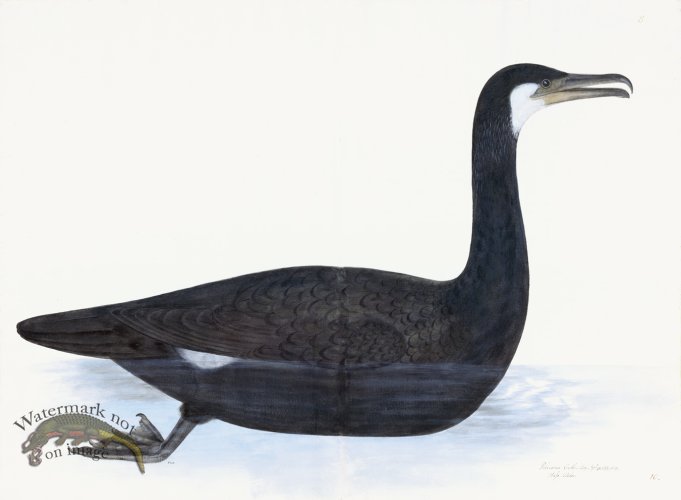 (image for) Rudbeck 010 COMORANT 30x22