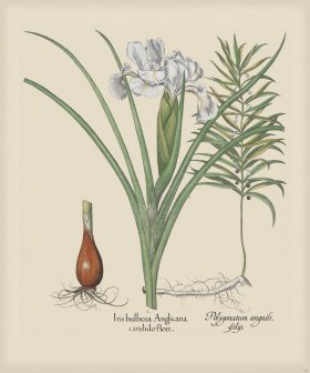 Besler 198 Colored B2