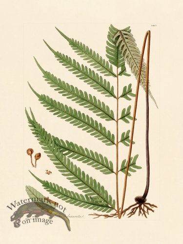 (image for) Hooker Fern 05