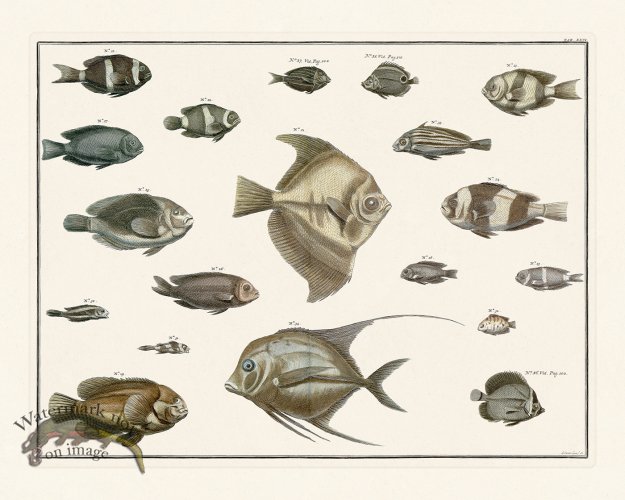 (image for) Seba B2 026 Fish