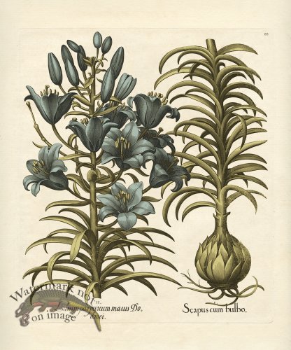 (image for) Besler Botanical 085 BG