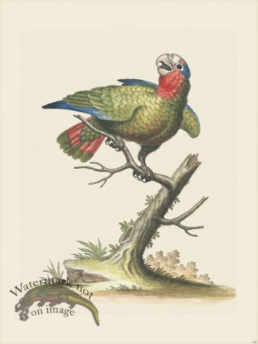 (image for) Edwards 166 White-headed Parrot