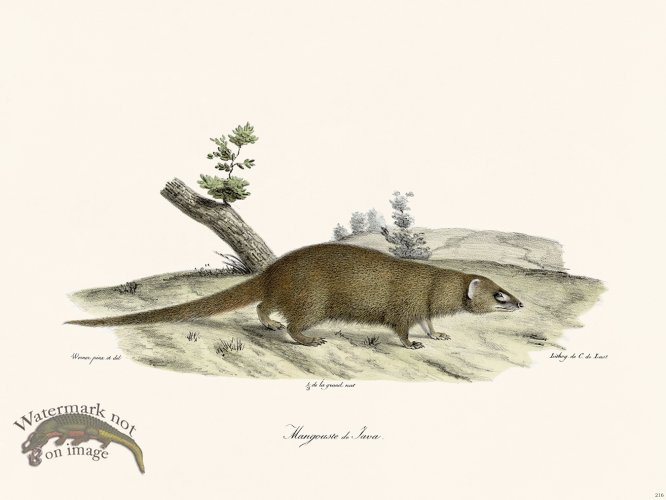 (image for) Cuvier 216 Mongoose of Java