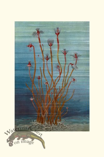 (image for) Underwater 08