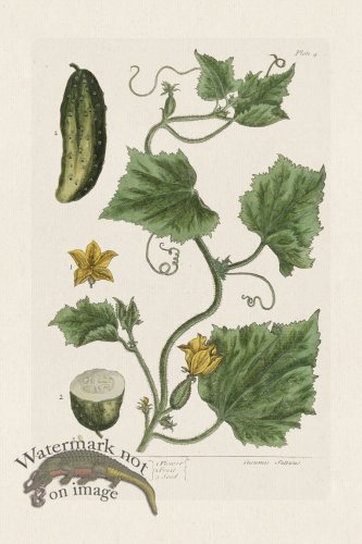 (image for) BEE 004 Garden Cucumber