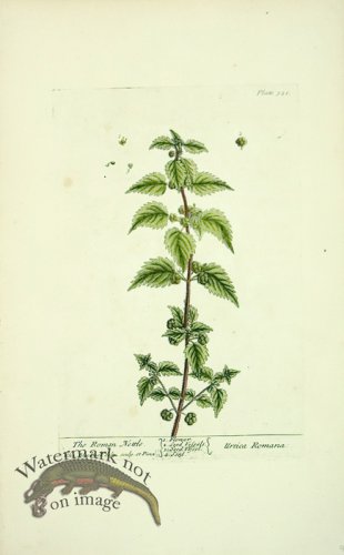 (image for) Blackwell E 53