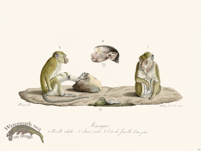 (image for) Cuvier 368 Macaques