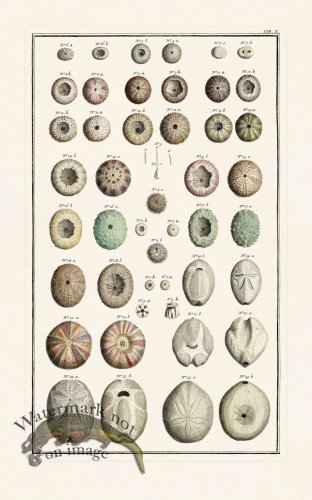 (image for) Seba B2 010