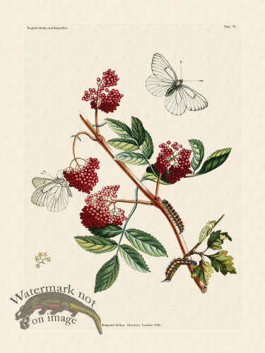 (image for) Wilkes Butterflies 079