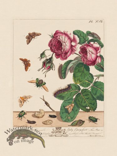 (image for) Moses Harris Insects 17